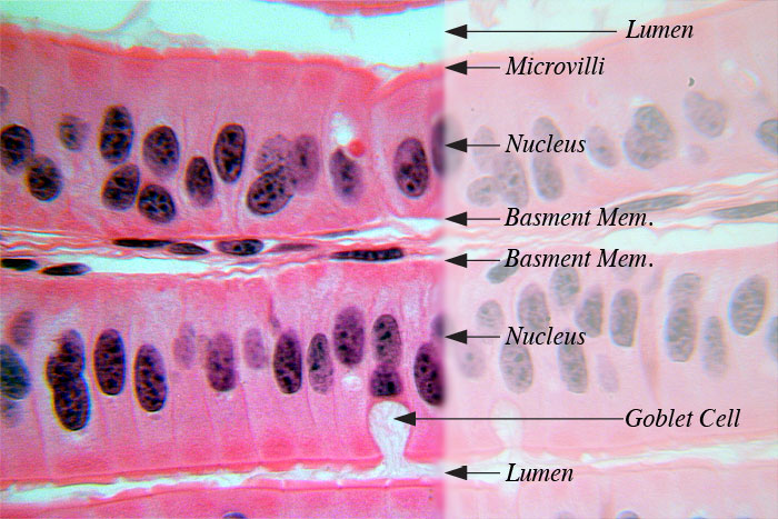 Simple Columnar Epithelia